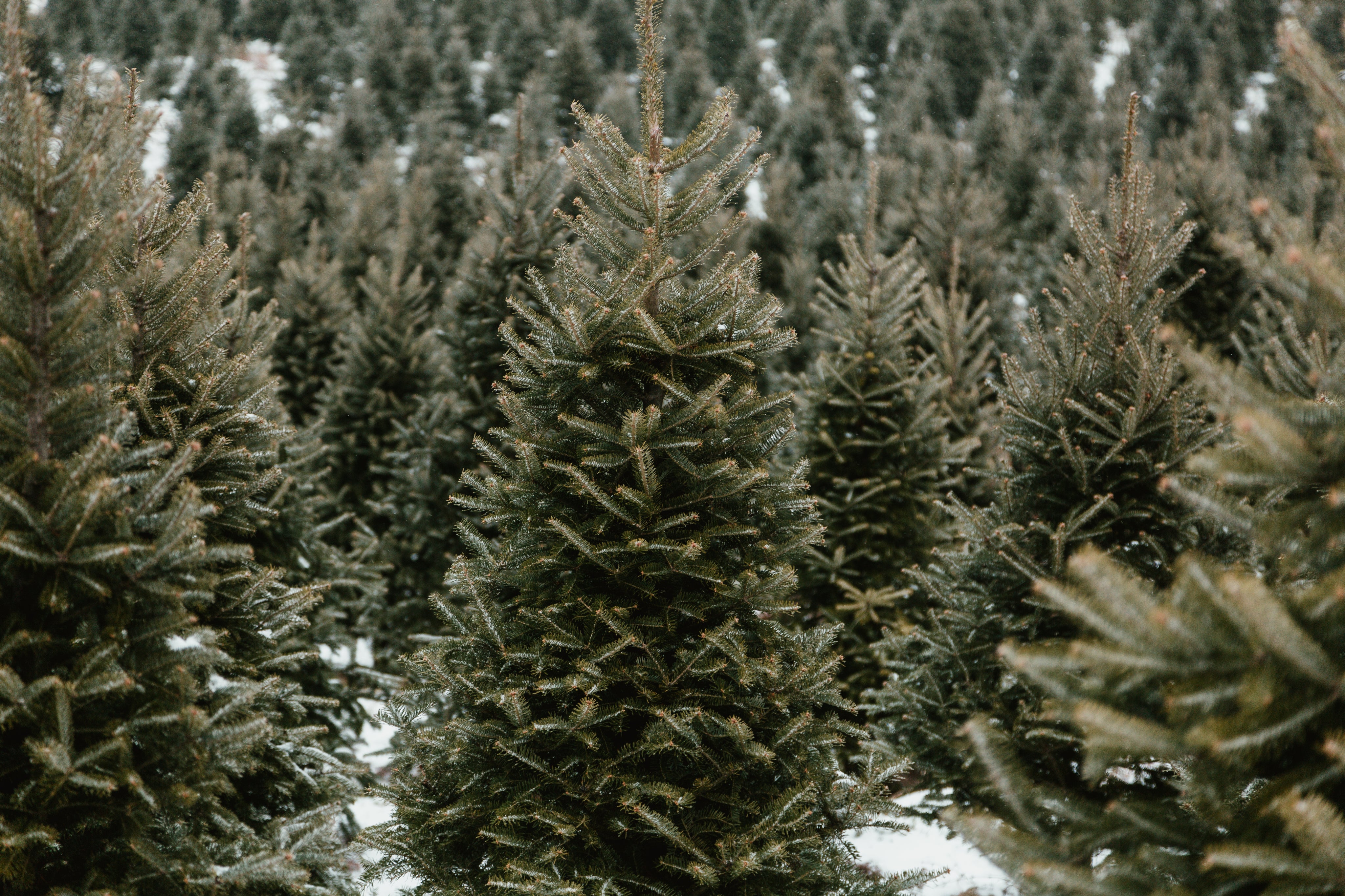 Springhill Farm – Springhill Tree Farm